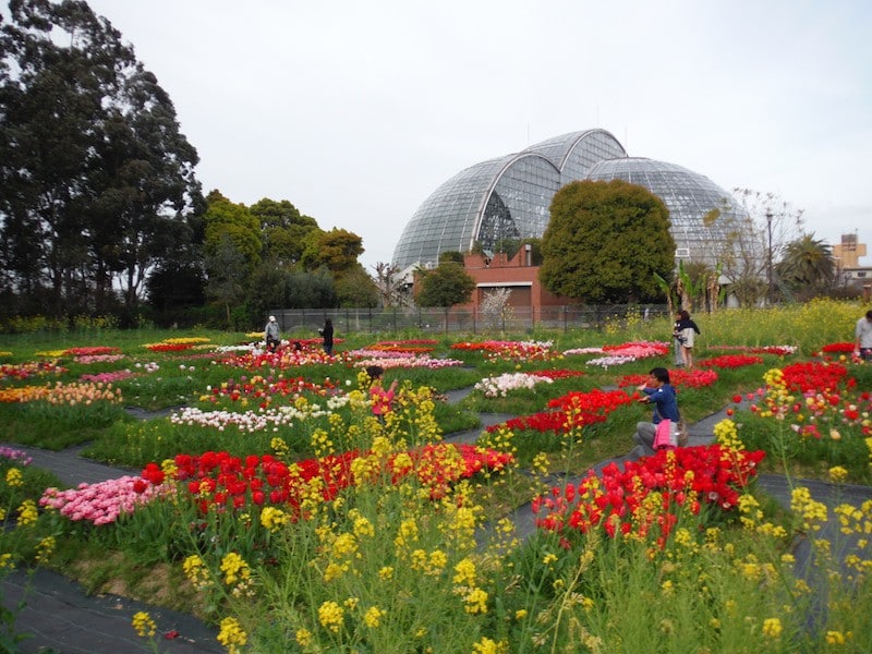 夢の島熱帯植物館・夢の島公園 施工実績詳細 | greeval