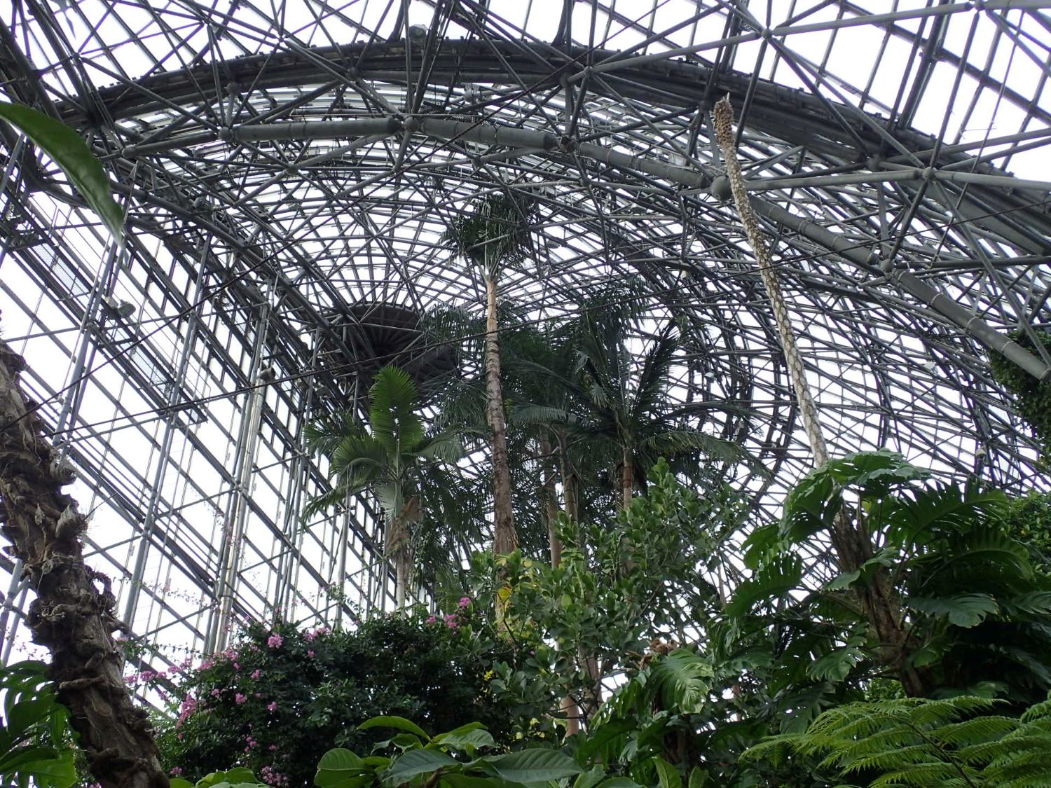 夢の島熱帯植物館